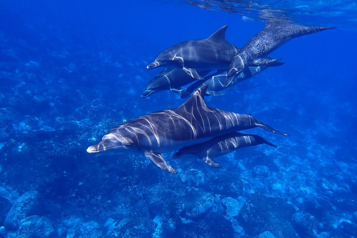 intelligenza delfini